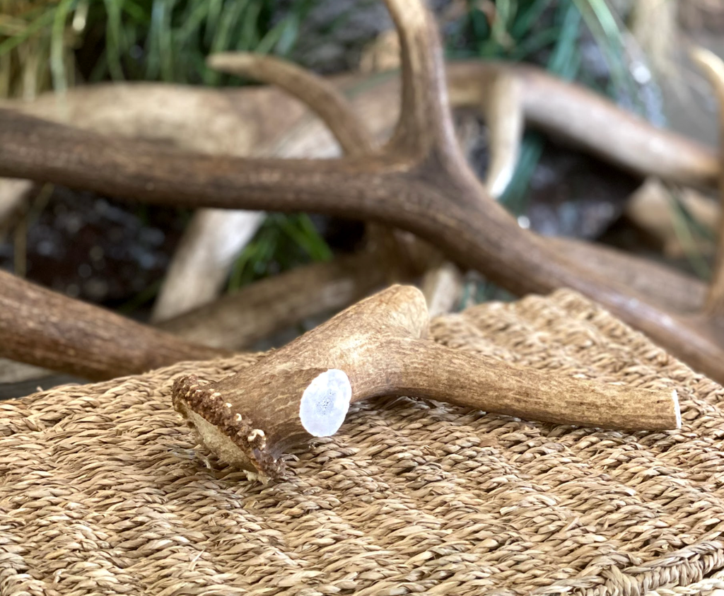 Dog Chew - Elk Antler