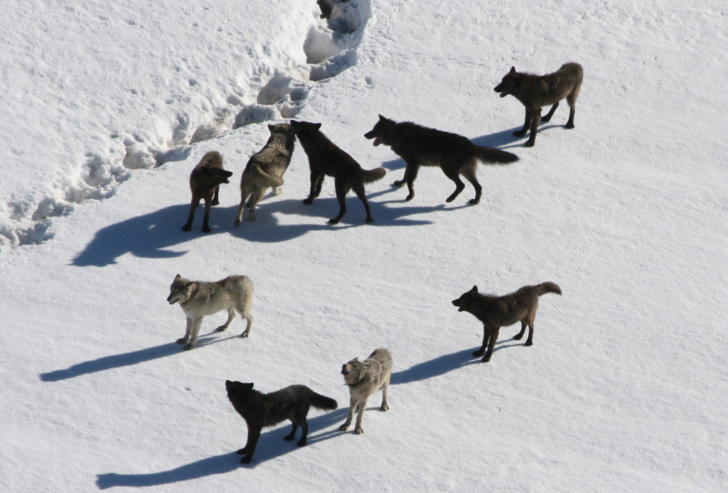 How To Hunt Wolves - Idaho